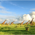 Uganda tours