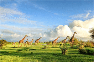 Uganda tours